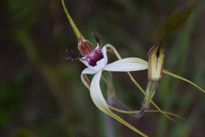 Caladenia - Orchid-spider-0048.JPG